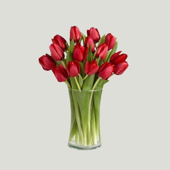RED TULIPS IN VASE