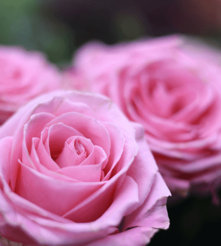 Fresh and colorful flowers