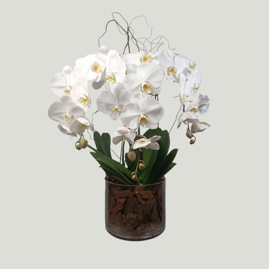 BEAUTIFUL WHITE ORCHIDS