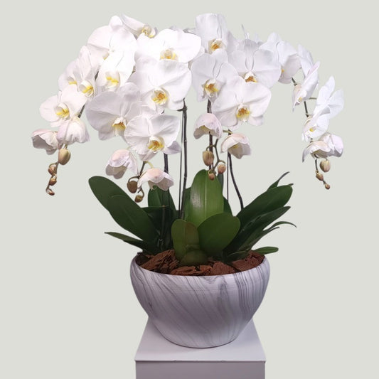 BEAUTIFUL WHITE ORCHIDS