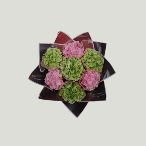 PINK AND GREEN HYDRANGEA