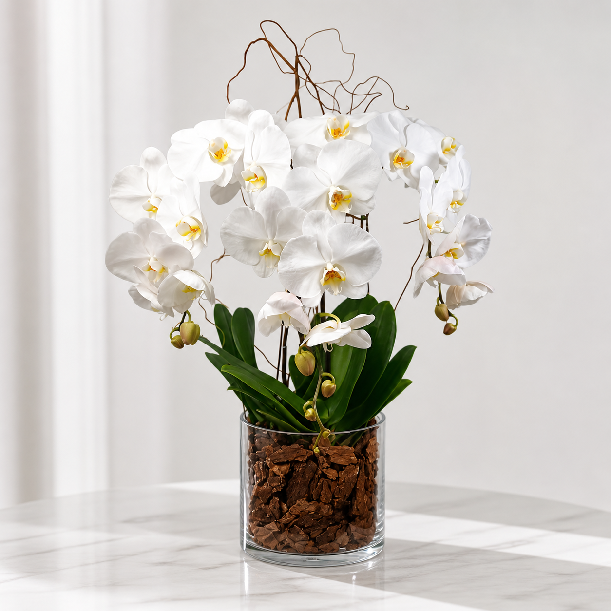 BEAUTIFUL WHITE ORCHIDS PLANTS VASE