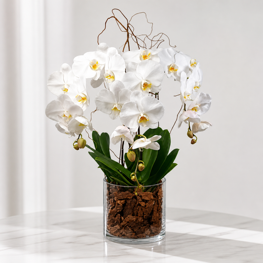 BEAUTIFUL WHITE ORCHIDS PLANTS VASE